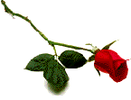 Single Rose